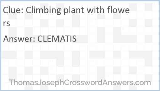 Climbing plant with flowers Answer