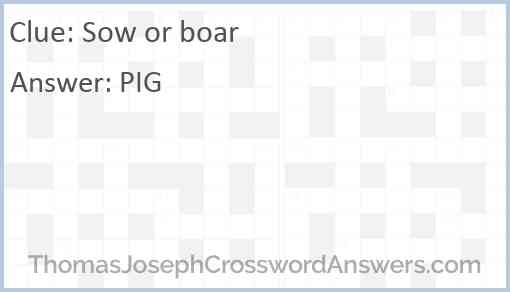 Sow or boar Answer