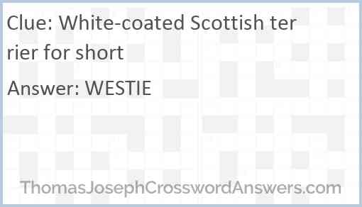 White-coated Scottish terrier for short Answer