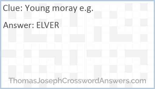Young moray e.g. Answer